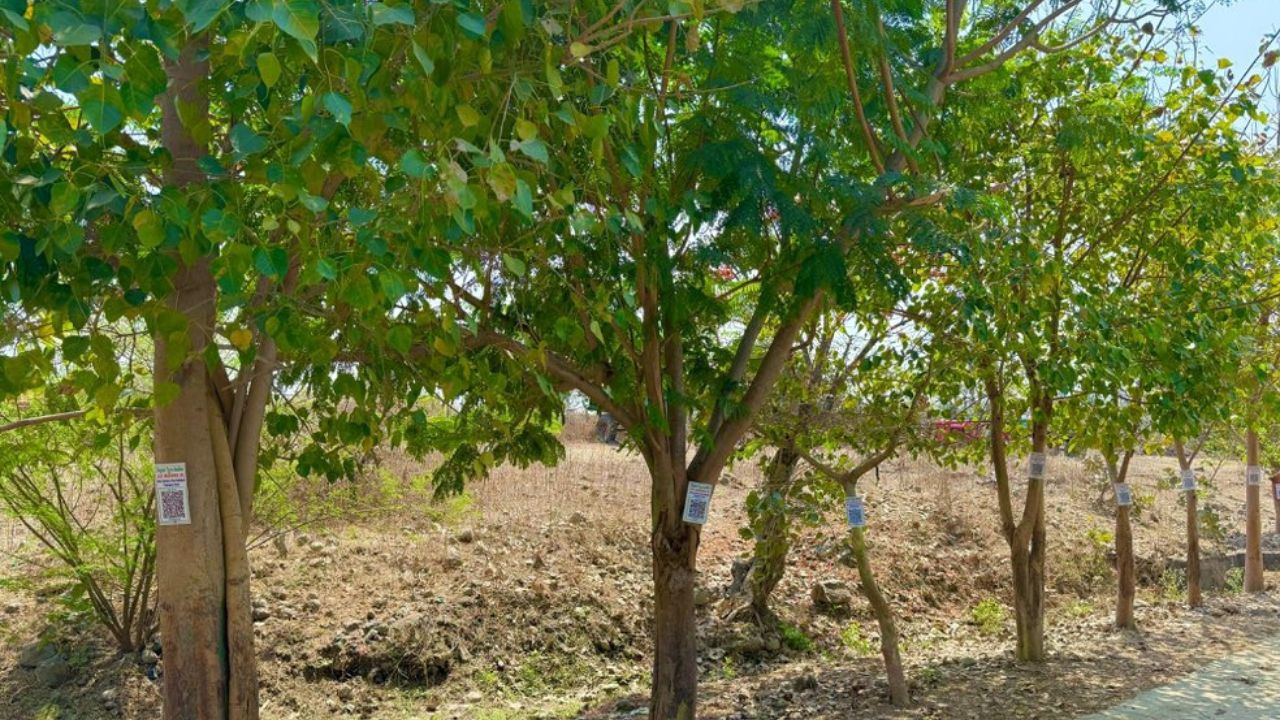 Digital Tree Aadhaar: ‘డిజిటల్ ట్రీ ఆధార్’.. ఈ ఐడియాకు సలాం కొట్టాల్సిందే.. ఫొటోలు చూస్తారా? Digital Tree Aadhaar: ‘డిజిటల్ ట్రీ ఆధార్’.. ఈ ఐడియాకు సలాం కొట్టాల్సిందే.. ఫొటోలు చూస్తారా?