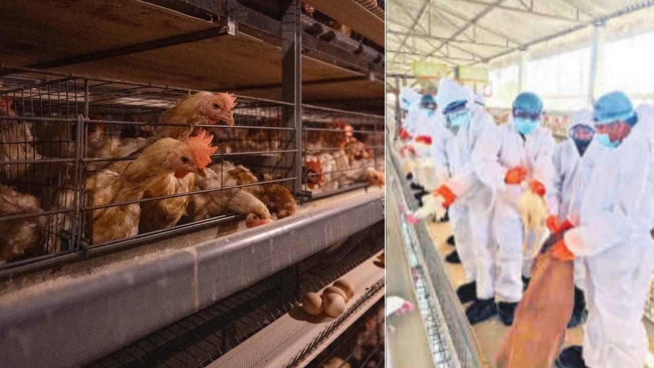 Bird Flu: తెలంగాణలో మళ్లీ బర్డ్ ఫ్లూ కలకలం.. 30వేల కోళ్లను చంపి.. Bird Flu: తెలంగాణలో మళ్లీ బర్డ్ ఫ్లూ కలకలం.. 30వేల కోళ్లను చంపి..