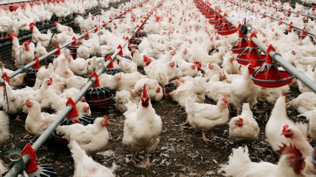 Bird Flu