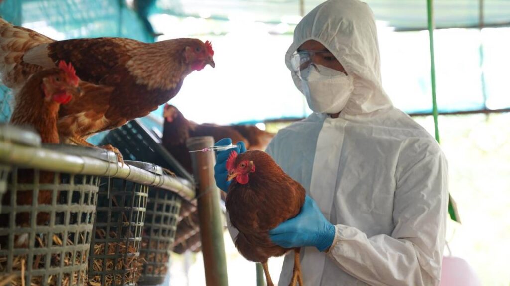 Bird Flu