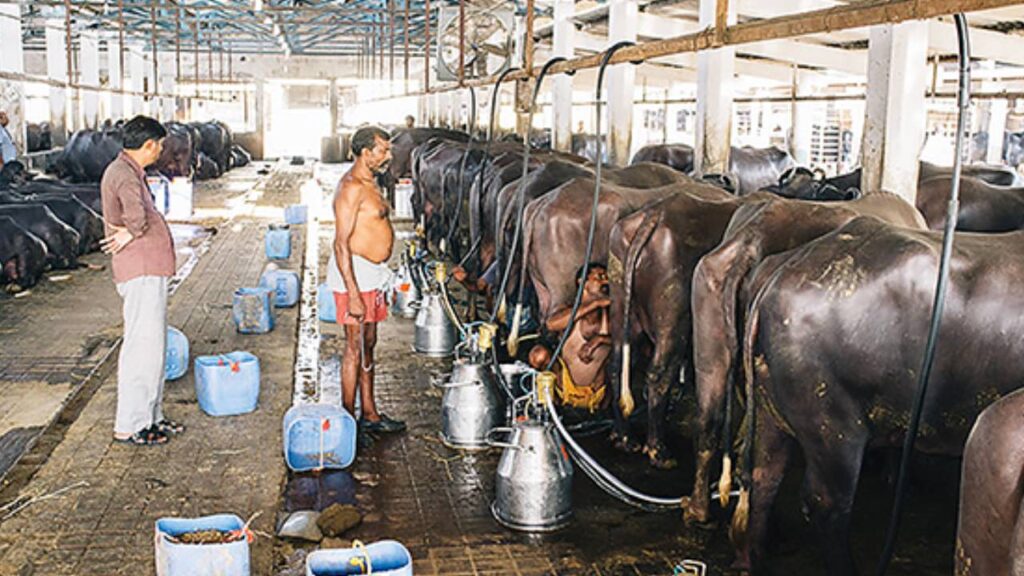 Dairy farmers