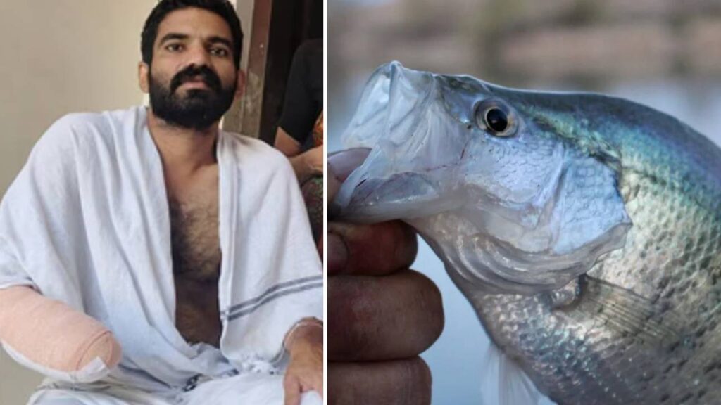 Fish attack