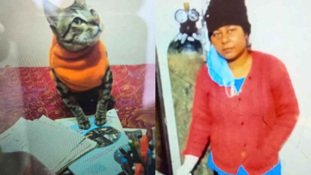 Pet Cat Dies