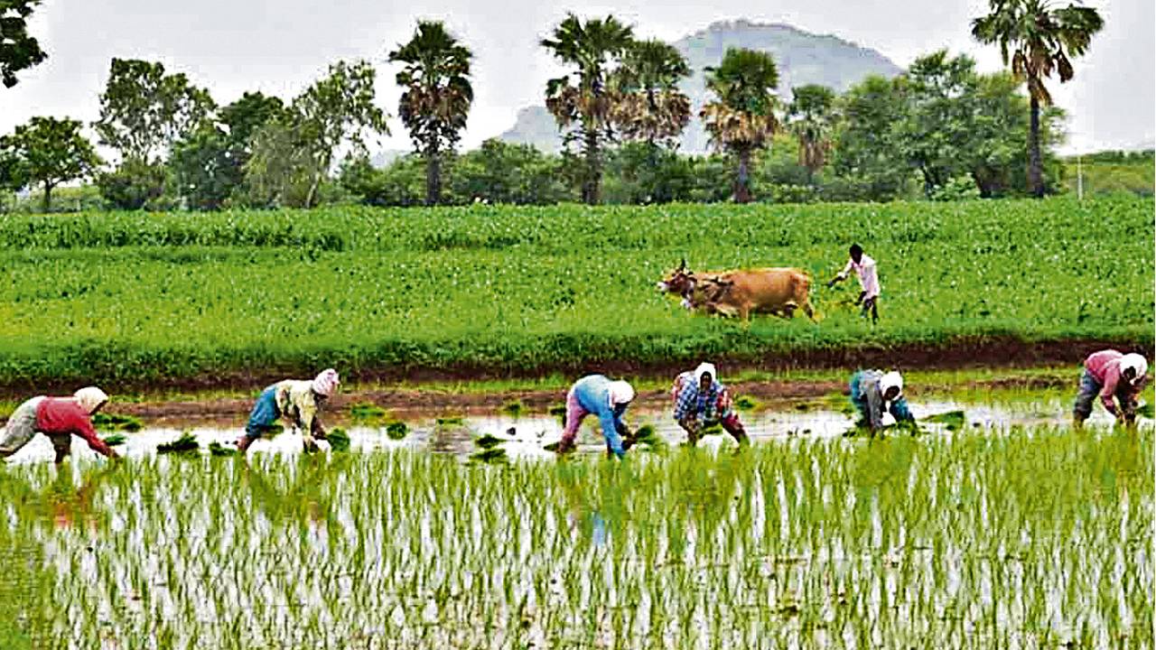 Telangana Budget: తెలంగాణ బడ్జెట్.. రైతులకు శుభవార్త చెప్పిన రేవంత్ సర్కార్ Telangana Budget: తెలంగాణ బడ్జెట్.. రైతులకు శుభవార్త చెప్పిన రేవంత్ సర్కార్