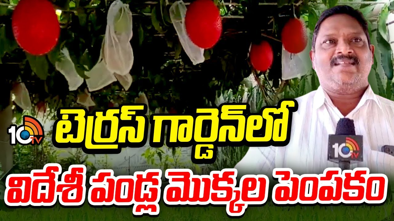 Terrace Garden : టెర్రస్ గార్డెన్‍లో విదేశీ పండ్ల మొక్కల పెంపకం