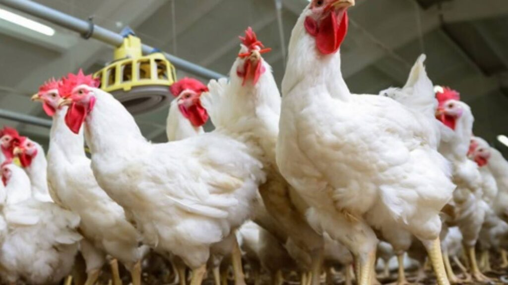 poultry farm