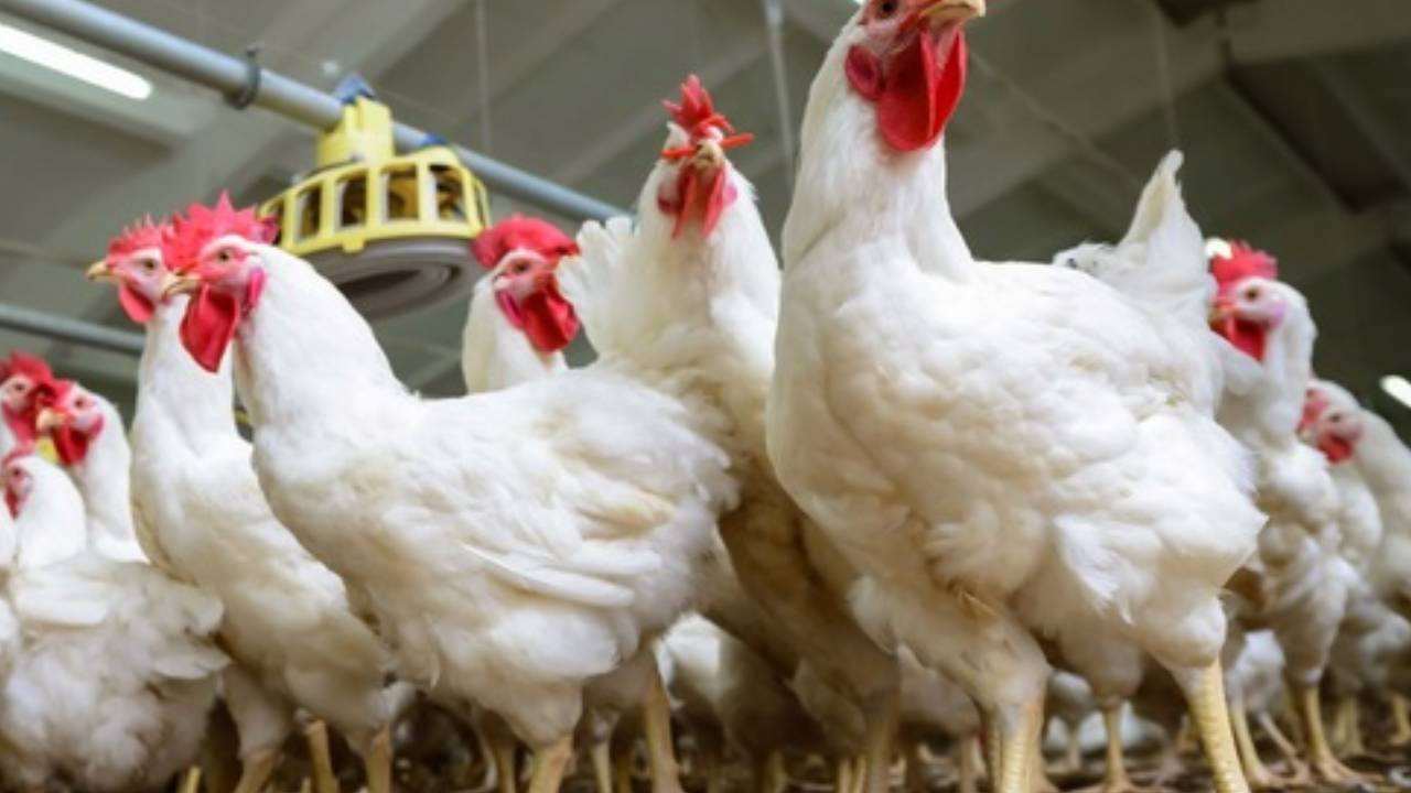 Bird Flu Virus: సండే రోజు షాకింగ్ న్యూస్.. అంతుబట్టని వ్యాధితో పదివేల కోళ్లు మృతి Bird Flu Virus: సండే రోజు షాకింగ్ న్యూస్.. అంతుబట్టని వ్యాధితో పదివేల కోళ్లు మృతి