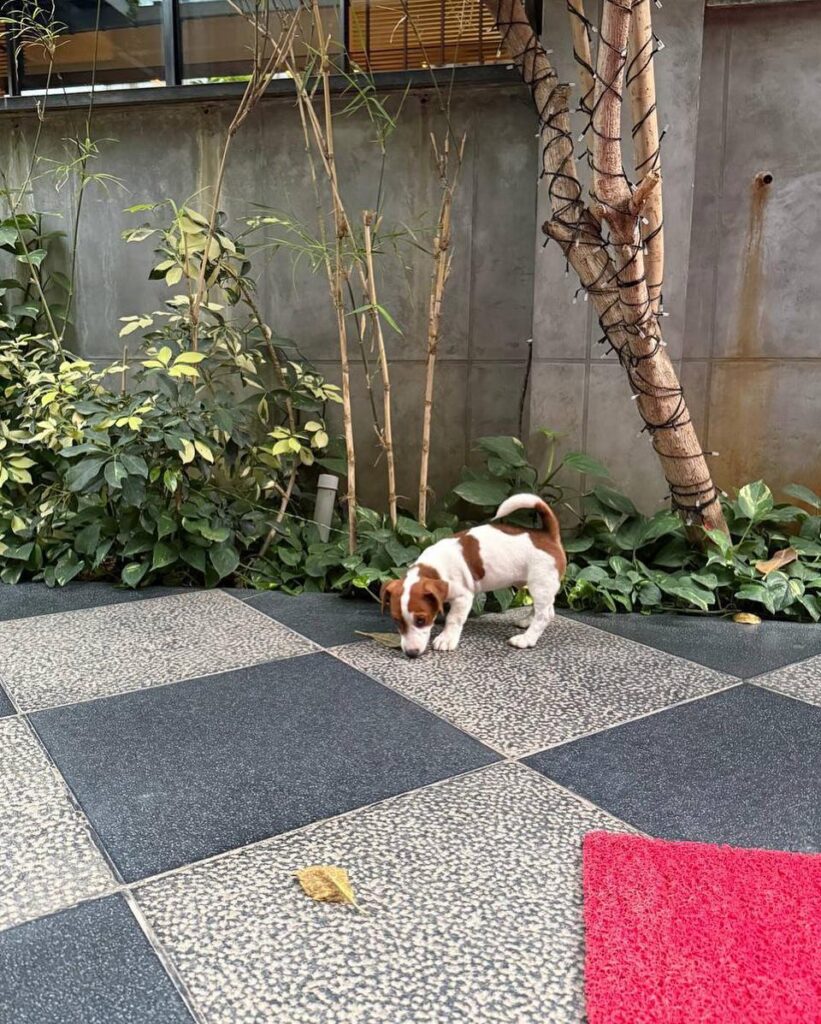 Mahesh Babu Daughter Sitara Ghattamaneni Introduce her New Pet Dog Photos goes Viral 