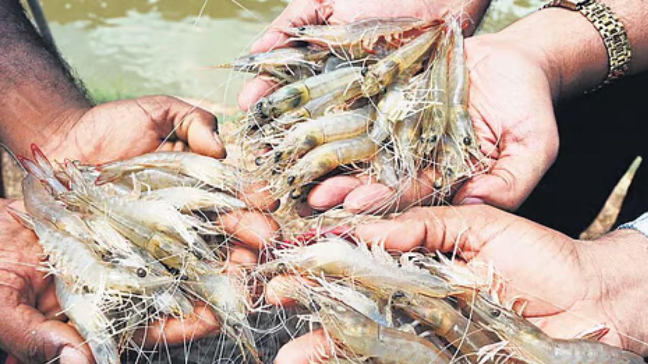 Trump Tariffs: ట్రంప్ దెబ్బకు రొయ్యల రేట్లు రప్పా రప్పా.. గోదావరి జిల్లాలో కేజీ ఎంత పడిపోయిందంటే.. Trump Tariffs: ట్రంప్ దెబ్బకు రొయ్యల రేట్లు రప్పా రప్పా.. గోదావరి జిల్లాలో కేజీ ఎంత పడిపోయిందంటే..