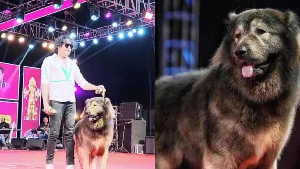 Bengaluru 50 Crore Dog: 50 కోట్లతో కుక్కను కొన్న బెంగళూరు వ్యక్తి వ్యహారంలో బిగ్ ట్విస్ట్.. ఈడీ విచారణలో షాకింగ్ విషయాలు వెల్లడి Bengaluru 50 Crore Dog: 50 కోట్లతో కుక్కను కొన్న బెంగళూరు వ్యక్తి వ్యహారంలో బిగ్ ట్విస్ట్.. ఈడీ విచారణలో షాకింగ్ విషయాలు వెల్లడి