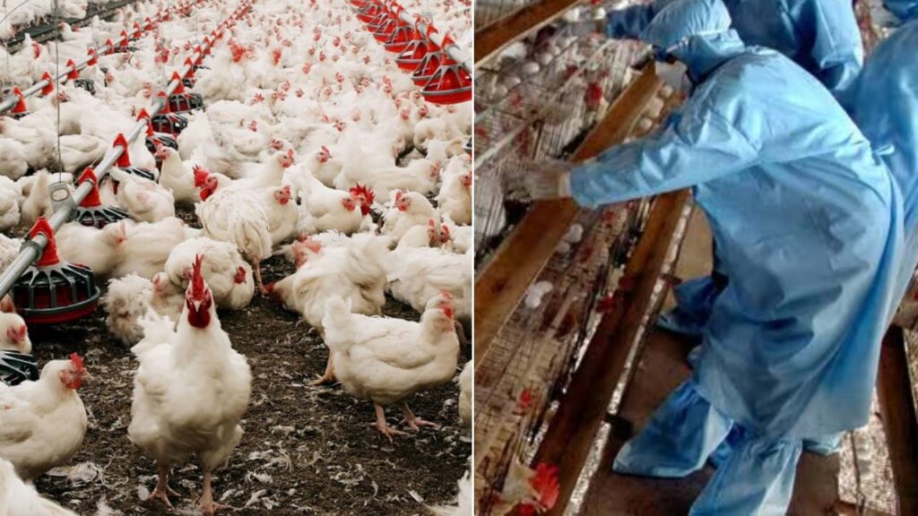 Bird Flu