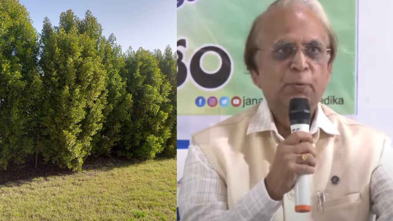 Conocarpus Trees: ప్రపంచంలో ఏ చెట్టూ చెడ్డది కాదు, కోనోకార్పస్ చెట్లతో ఎలాంటి ప్రమాదమూ లేదు- సీసీఎంబీ మాజీ డైరెక్టర్ మోహన్ రావు Conocarpus Trees: ప్రపంచంలో ఏ చెట్టూ చెడ్డది కాదు, కోనోకార్పస్ చెట్లతో ఎలాంటి ప్రమాదమూ లేదు- సీసీఎంబీ మాజీ డైరెక్టర్ మోహన్ రావు