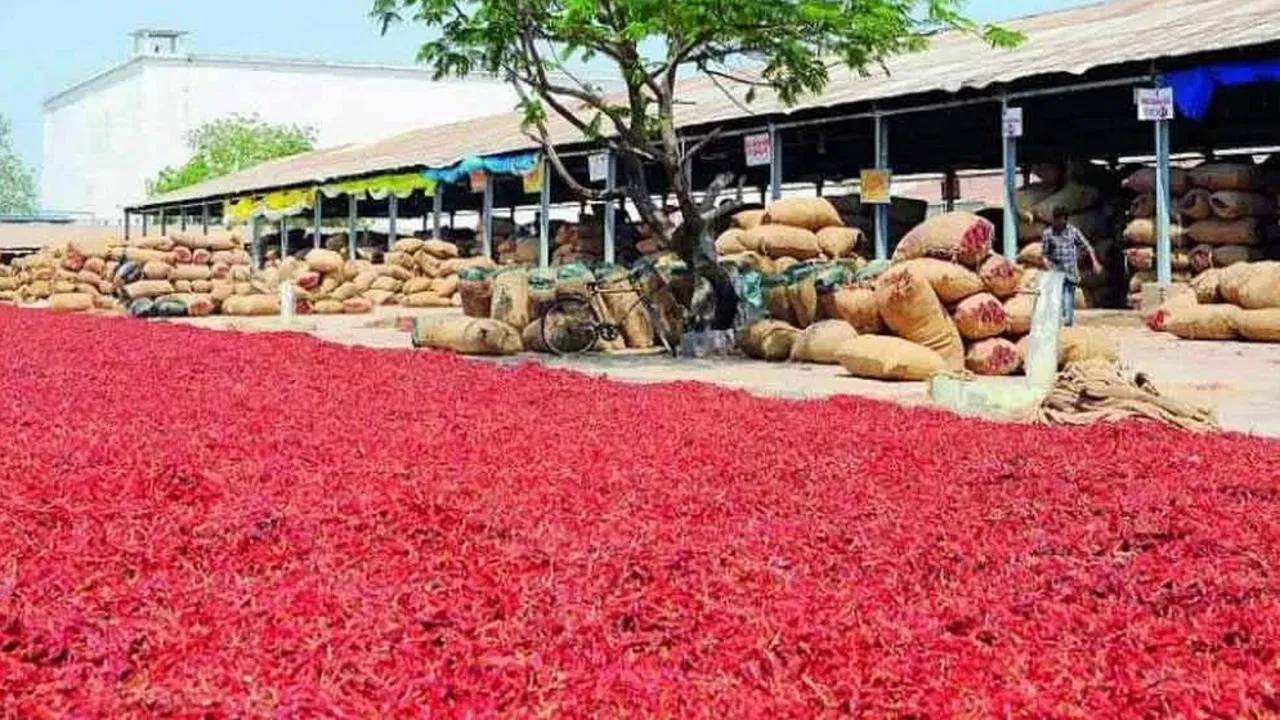 Mirchi Farmers: మిర్చి రైతులకు గుడ్ న్యూస్.. ఎర్ర బంగారం ధరలు పెరగబోతున్నాయ్.. ఎలా అంటే.. Mirchi Farmers: మిర్చి రైతులకు గుడ్ న్యూస్.. ఎర్ర బంగారం ధరలు పెరగబోతున్నాయ్.. ఎలా అంటే..