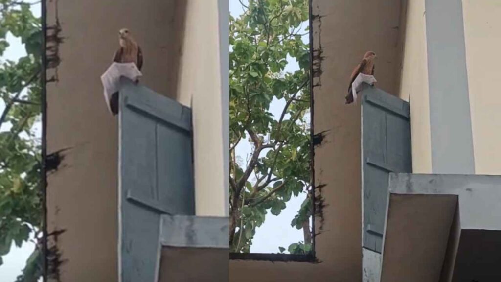 Eagle Snatches Hall Ticket
