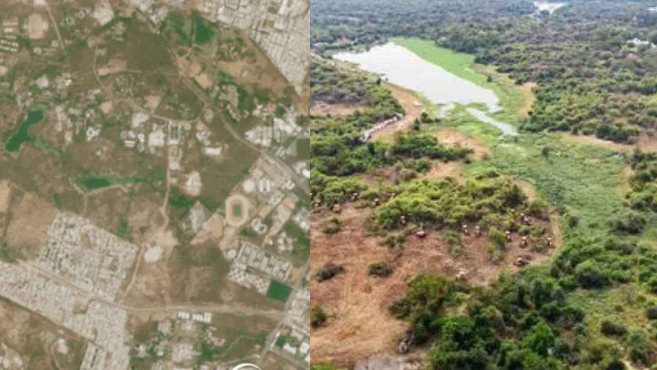 HCU Deforestation : కంచ గచ్చిబౌలి అటవీ ప్రాంతంలో చెట్ల నరికివేత..! బయటపెట్టిన శాటిలైట్ చిత్రాలు..! HCU Deforestation : కంచ గచ్చిబౌలి అటవీ ప్రాంతంలో చెట్ల నరికివేత..! బయటపెట్టిన శాటిలైట్ చిత్రాలు..!