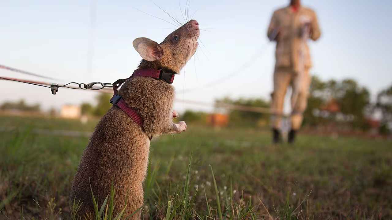 Rat Ronin Record