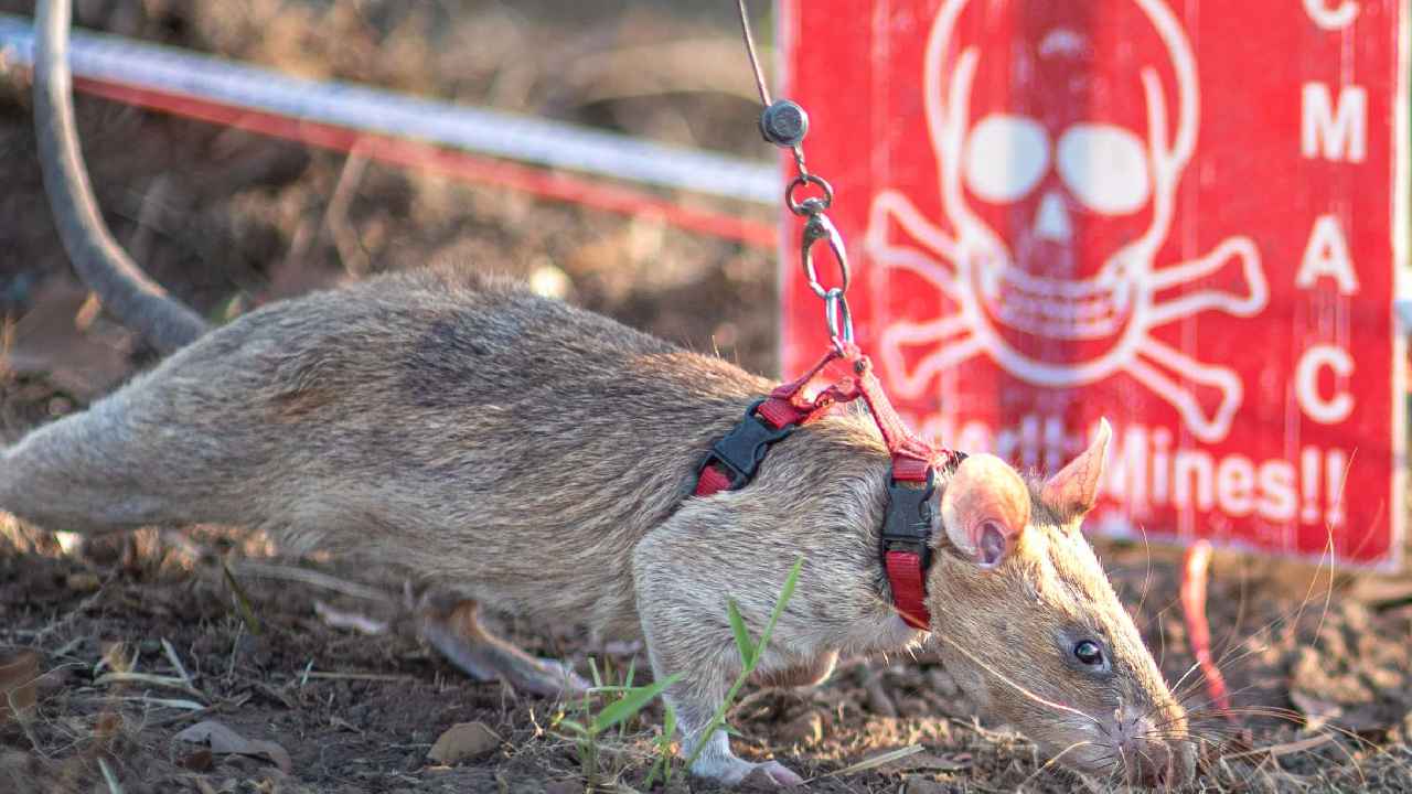 Rat Ronins Record