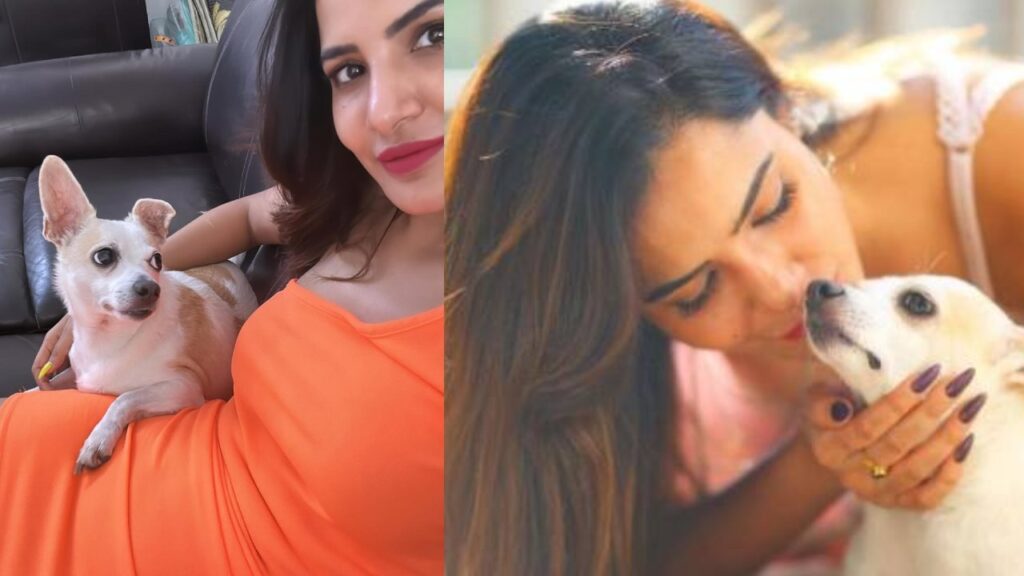 Ashu Reddy Tells about her Pet Dog brought it From America