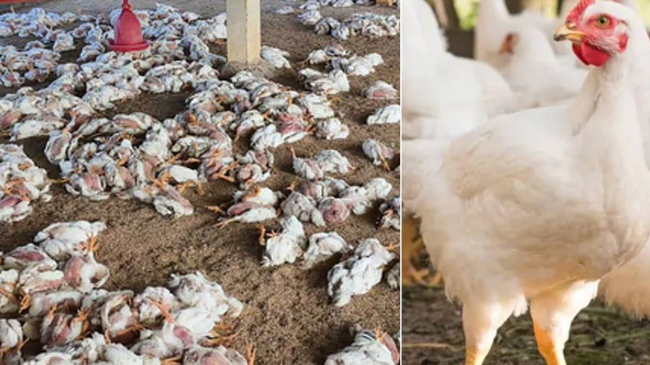 Bird flu: బర్డ్ ఫ్లూ విజృంభణ.. 1.45లక్షల కోళ్లను చంపేసేందుకు సిద్ధమైన అధికారులు.. భయాందోళనలో ప్రజలు, పౌల్ట్రీ రైతులు Bird flu: బర్డ్ ఫ్లూ విజృంభణ.. 1.45లక్షల కోళ్లను చంపేసేందుకు సిద్ధమైన అధికారులు.. భయాందోళనలో ప్రజలు, పౌల్ట్రీ రైతులు