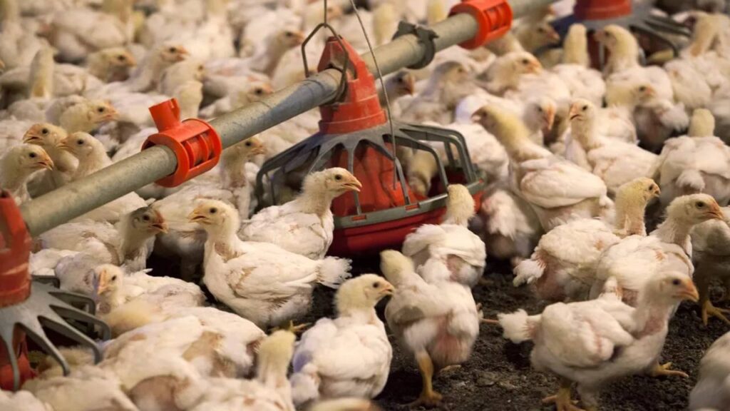 chickens