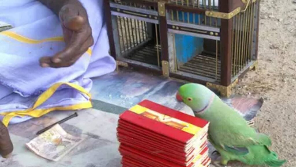 parrot owner