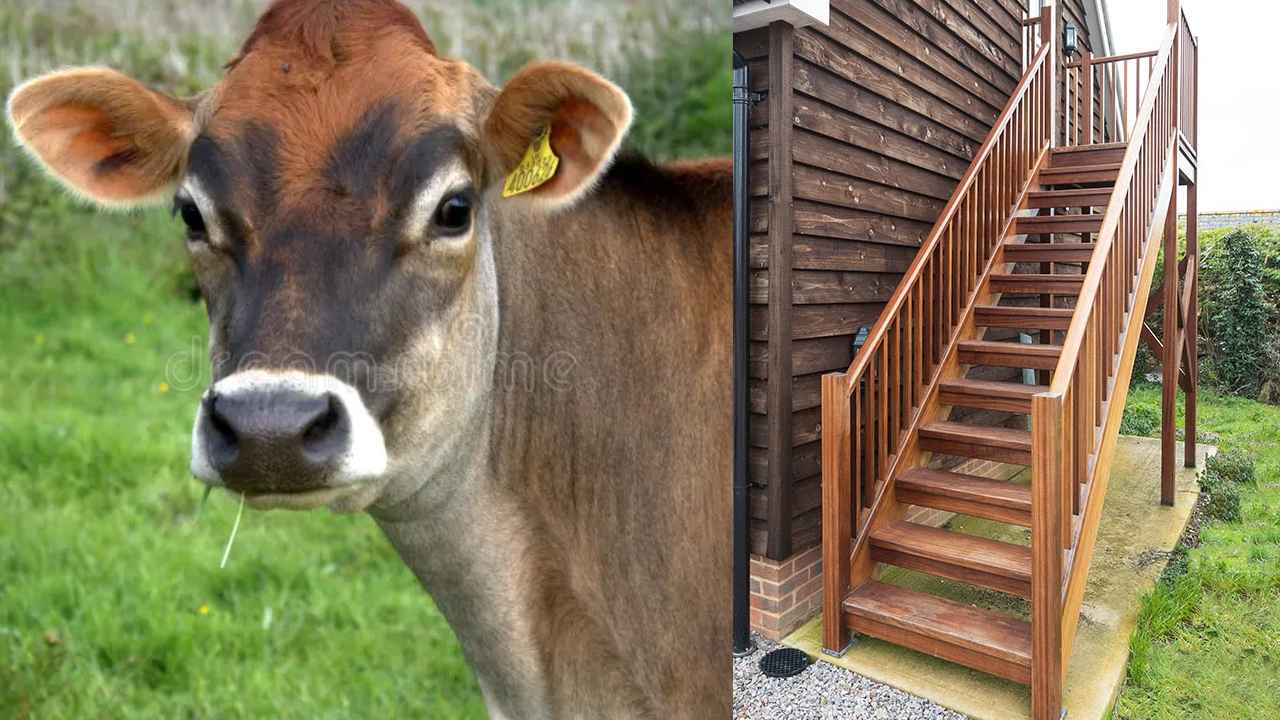 Cow Climbed Third Floor: అయ్యో పాపం.. కుక్కల నుంచి తప్పించుకునేందుకు మూడో అంతస్తు ఎక్కేసిన ఆవు.. ఆ తర్వాత ఏం జరిగిందంటే.. Cow Climbed Third Floor: అయ్యో పాపం.. కుక్కల నుంచి తప్పించుకునేందుకు మూడో అంతస్తు ఎక్కేసిన ఆవు.. ఆ తర్వాత ఏం జరిగిందంటే..