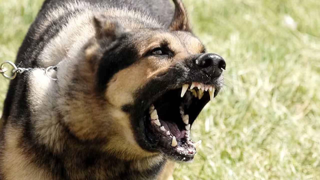 Dog Incident: కుక్క నోటికి రక్తం, శరీర భాగాలు కూడా..! యజమాని ప్రాణం తీసిన పెంపుడు కుక్క..! హైదరాబాద్లో దారుణం Dog Incident: కుక్క నోటికి రక్తం, శరీర భాగాలు కూడా..! యజమాని ప్రాణం తీసిన పెంపుడు కుక్క..! హైదరాబాద్లో దారుణం