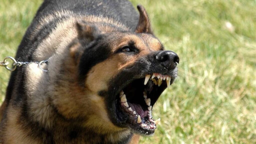 Dog attack