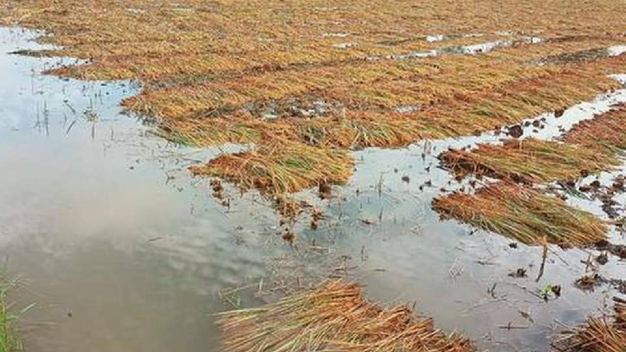 Farmers Compensation: రైతుల ఖాతాల్లో డబ్బులు.. పంట నష్టపరిహారం నిధులు విడుదల చేసిన రేవంత్ ప్రభుత్వం.. Farmers Compensation: రైతుల ఖాతాల్లో డబ్బులు.. పంట నష్టపరిహారం నిధులు విడుదల చేసిన రేవంత్ ప్రభుత్వం..