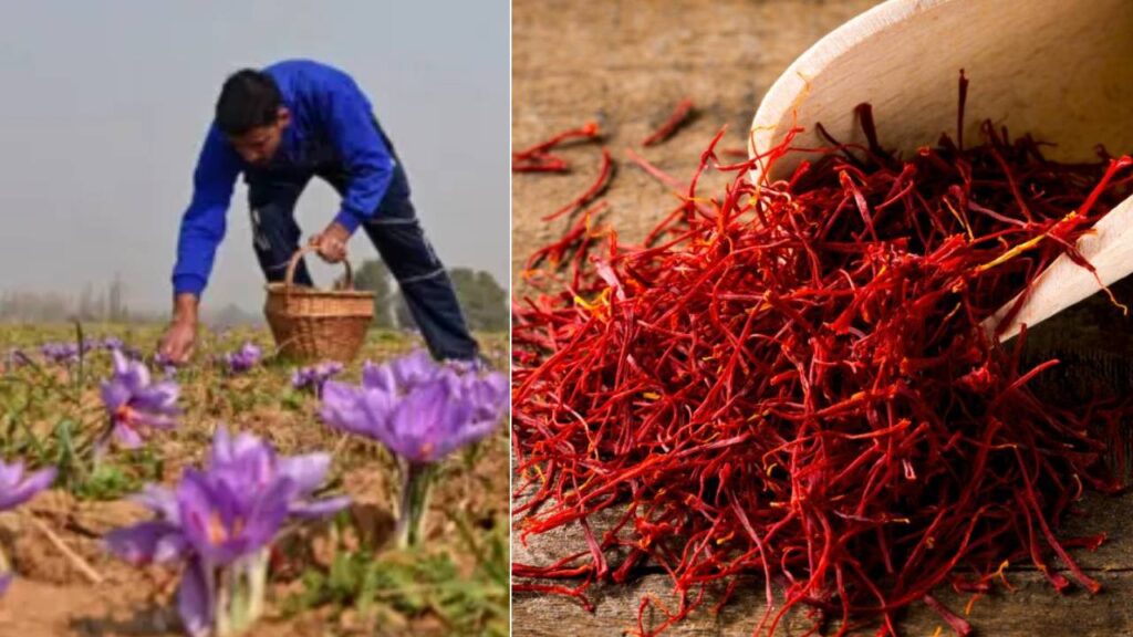 Kashmiri saffron