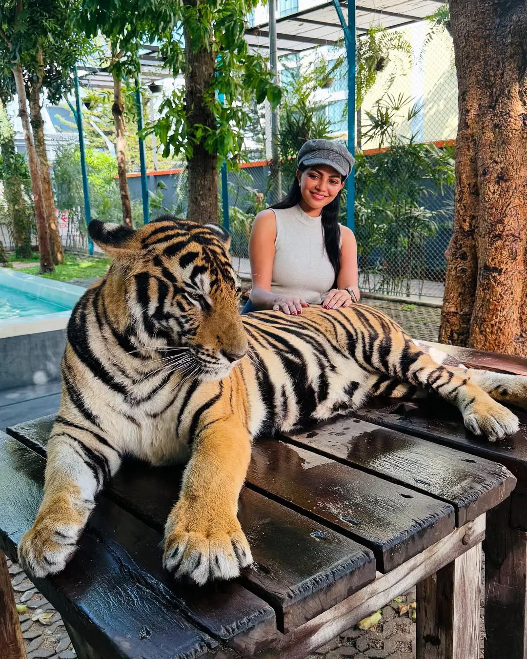 Lahari Shari Play with Tigers