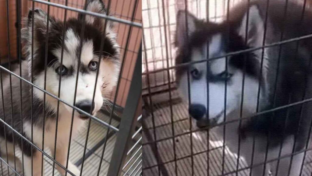Madhura Nagar Dog Incident