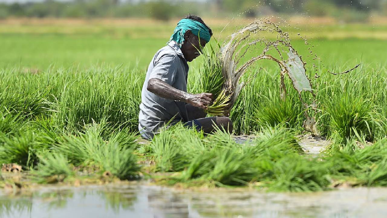 MSP: రైతులకు కేంద్రం గుడ్ న్యూస్.. ఆ 14 ఖరీఫ్ పంటల కనీస మద్దతు ధర పెంపు.. MSP: రైతులకు కేంద్రం గుడ్ న్యూస్.. ఆ 14 ఖరీఫ్ పంటల కనీస మద్దతు ధర పెంపు..