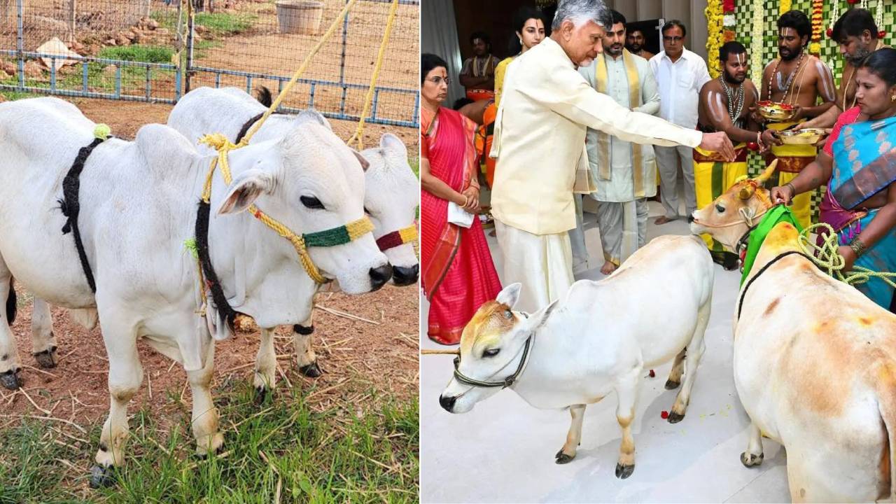 సీఎం చంద్రబాబు ఇంటి గృహప్రవేశంలో పుంగనూరు ఆవులు.. వీటి ప్రత్యేక ఏమిటో తెలుసా..? ఒక్కో ఆవు ధర ఎంతంటే.. సీఎం చంద్రబాబు ఇంటి గృహప్రవేశంలో పుంగనూరు ఆవులు.. వీటి ప్రత్యేక ఏమిటో తెలుసా..? ఒక్కో ఆవు ధర ఎంతంటే..
