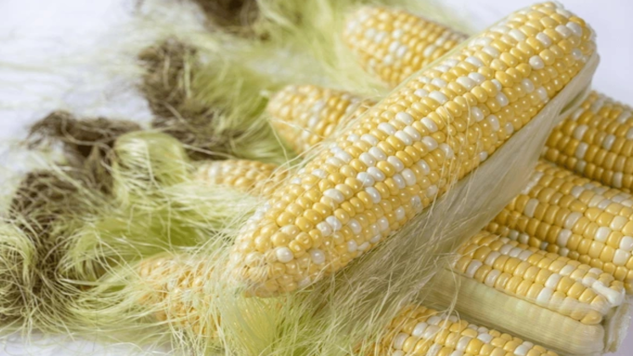 Corn Silk: ఏంటీ.. మొక్కజ్జోన్న పీచును పడేస్తున్నారా.. వాటిలో ఎన్ని పోషకాలు ఉంటాయో తెలుసా? Corn Silk: ఏంటీ.. మొక్కజ్జోన్న పీచును పడేస్తున్నారా.. వాటిలో ఎన్ని పోషకాలు ఉంటాయో తెలుసా?