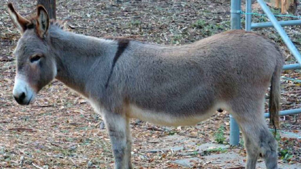 Pakistan Donkey