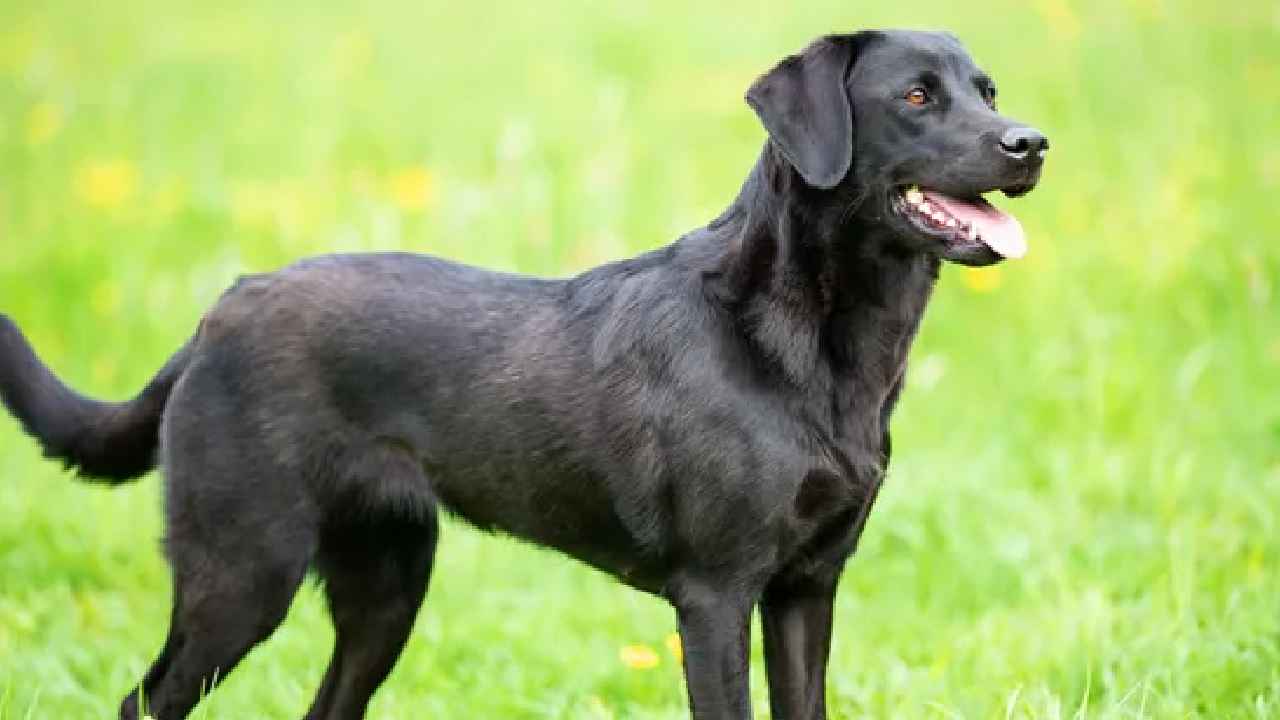 Pet Dog Killed: బాబోయ్.. పెంపుడు కుక్కను చంపి.. మృతదేహాన్ని ఇంట్లోనే దాచిన మహిళ.. పోలీసుల విచారణలో షాకింగ్ విషయాలు Pet Dog Killed: బాబోయ్.. పెంపుడు కుక్కను చంపి.. మృతదేహాన్ని ఇంట్లోనే దాచిన మహిళ.. పోలీసుల విచారణలో షాకింగ్ విషయాలు