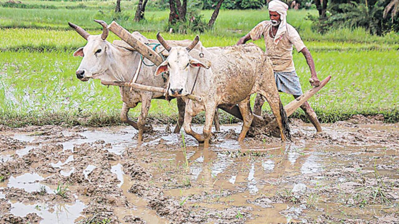 Rythu Bharosa: ‘రైతు భరోసా’ డబ్బులు మీ అకౌంట్లలో ఇంకా పడలేదా..? నో టెన్షన్.. ఇలా చేస్తే డబ్బులొచ్చేస్తాయ్.. Rythu Bharosa: ‘రైతు భరోసా’ డబ్బులు మీ అకౌంట్లలో ఇంకా పడలేదా..? నో టెన్షన్.. ఇలా చేస్తే డబ్బులొచ్చేస్తాయ్..