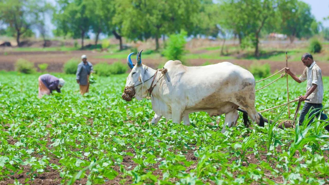 Rythu Bharosa: 15ఎకరాల్లోపు రైతుల ఖాతాల్లోకి ‘రైతుభరోసా’ నిధులు జమ.. డబ్బులు పడనివాళ్లు ఇలా చేయండి.. Rythu Bharosa: 15ఎకరాల్లోపు రైతుల ఖాతాల్లోకి ‘రైతుభరోసా’ నిధులు జమ.. డబ్బులు పడనివాళ్లు ఇలా చేయండి..