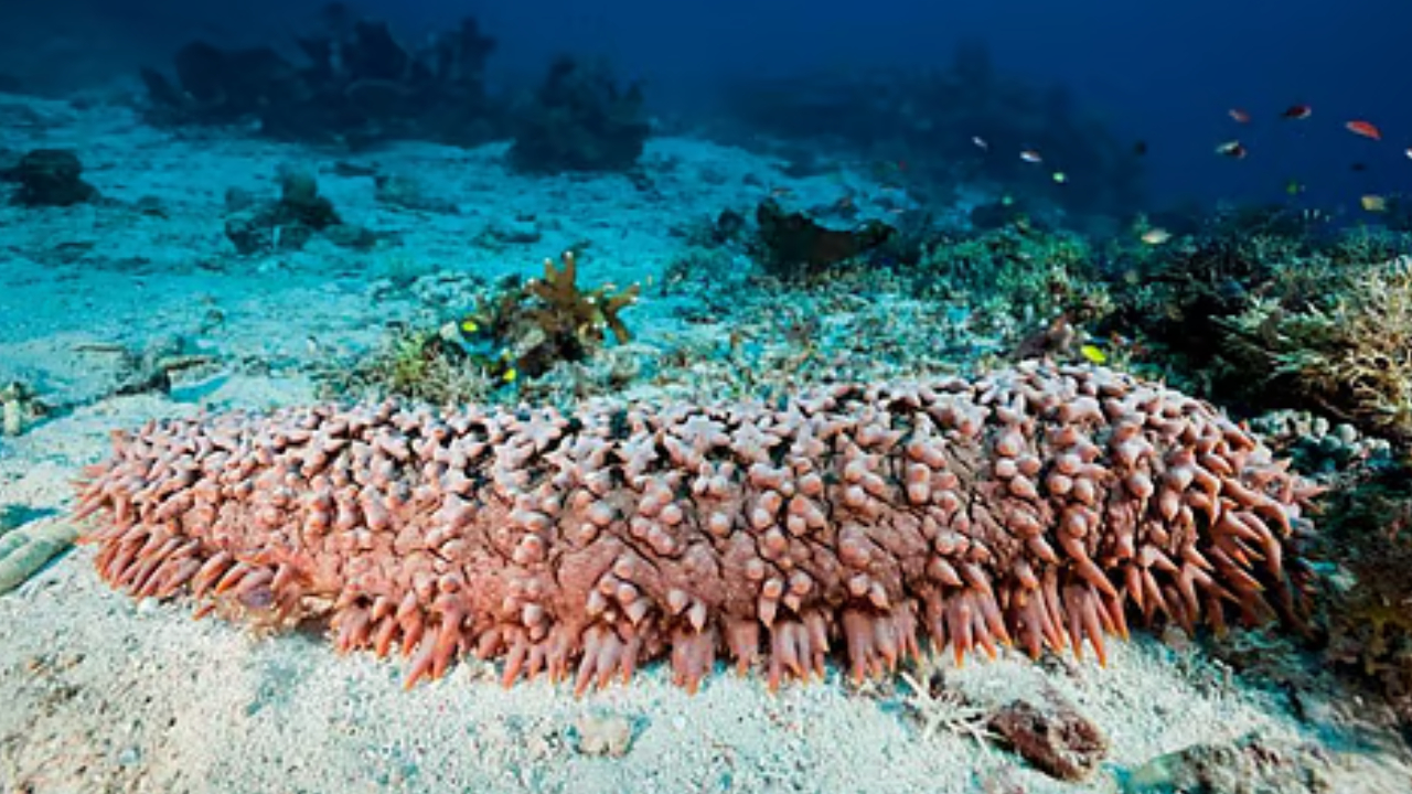 Sea Cucumber Benefits: సముద్రపు దోసకాయ ఒక దివ్యౌషధం.. గుండె నుండి క్యాన్సర్ వరకు అన్నీ సమస్యలు మాయం Sea Cucumber Benefits: సముద్రపు దోసకాయ ఒక దివ్యౌషధం.. గుండె నుండి క్యాన్సర్ వరకు అన్నీ సమస్యలు మాయం