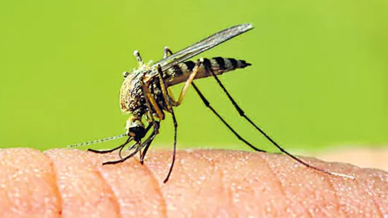 Mosquitoes: వర్షాకాలం దోమలతో ఇబ్బందా.. ఇలా చేయండి.. ఒక్క దోమ కూడా ఇంట్లోకి రాదు Mosquitoes: వర్షాకాలం దోమలతో ఇబ్బందా.. ఇలా చేయండి.. ఒక్క దోమ కూడా ఇంట్లోకి రాదు