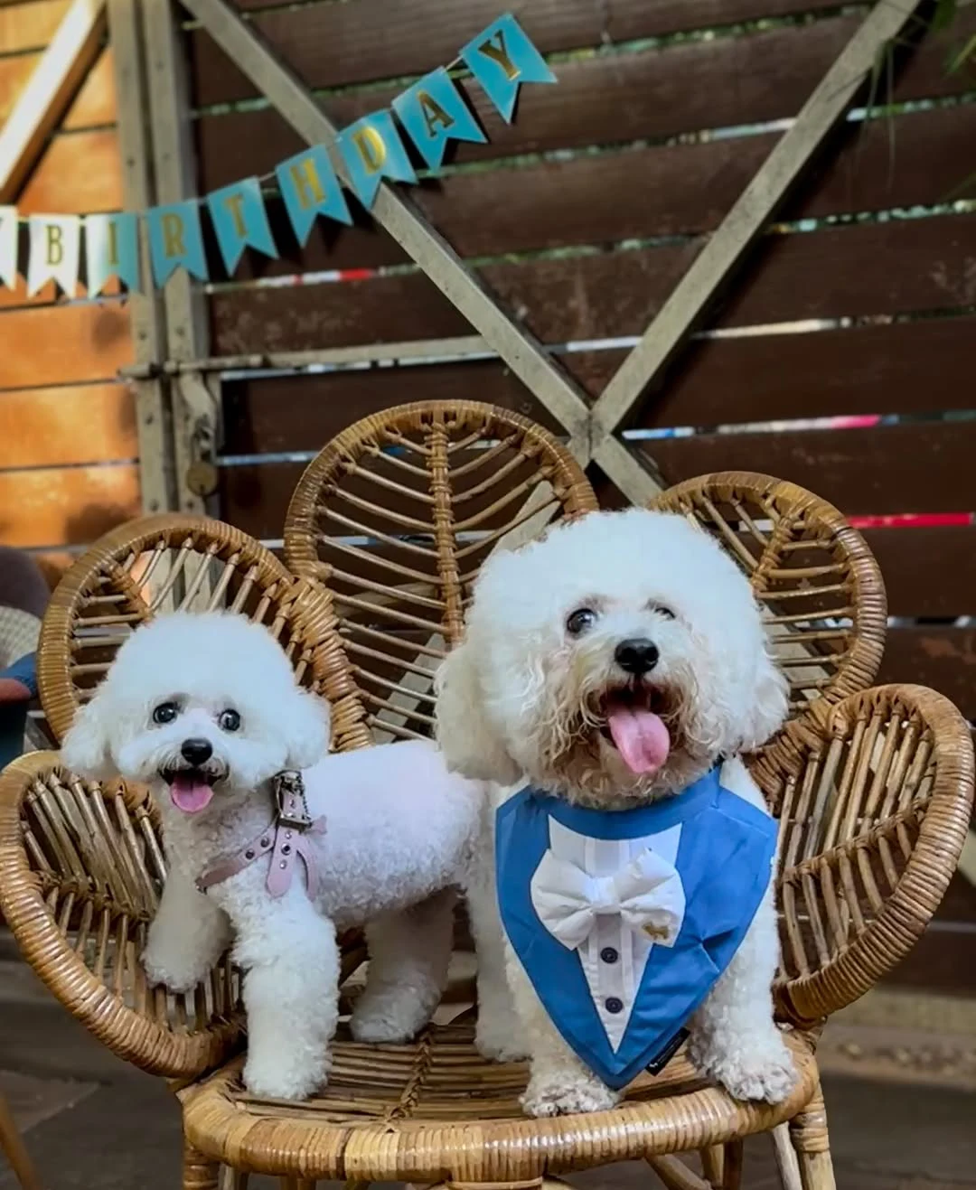 Andrea Jeremiah Celebrated her Pet Dog Birthday