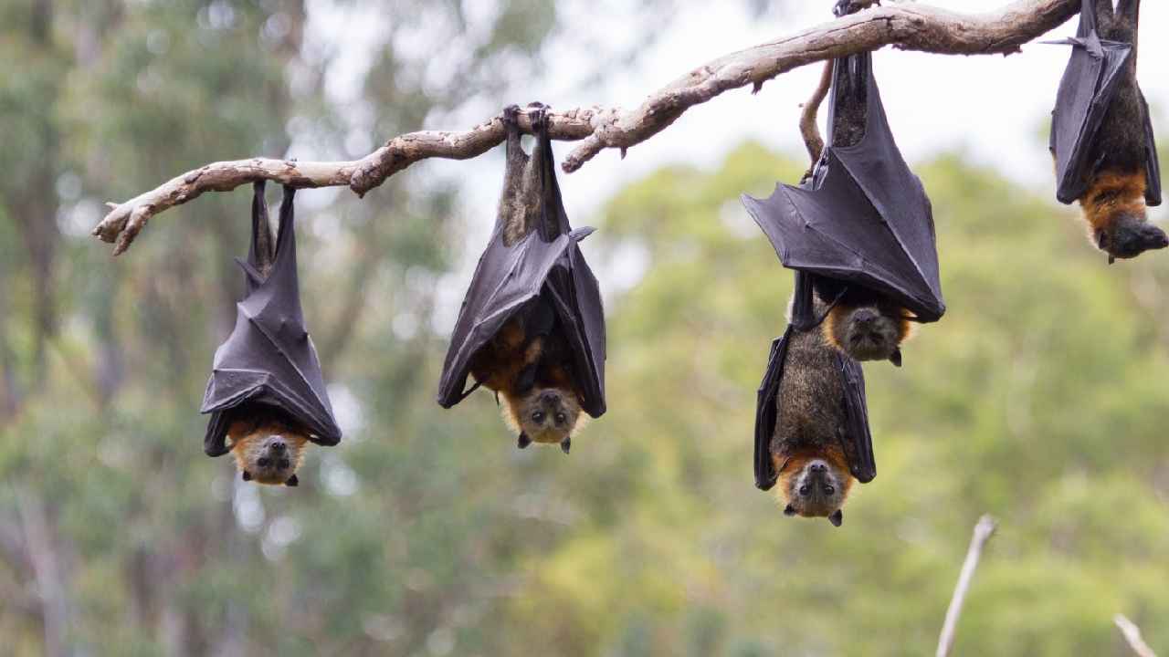 Bat Chicken: దారుణం.. చికెన్ పేరుతో గబ్బిలాల మాంసం.. హోటళ్లు, ఫాస్ట్ ఫుడ్ సెంటర్లకు విక్రయం..! Bat Chicken: దారుణం.. చికెన్ పేరుతో గబ్బిలాల మాంసం.. హోటళ్లు, ఫాస్ట్ ఫుడ్ సెంటర్లకు విక్రయం..!