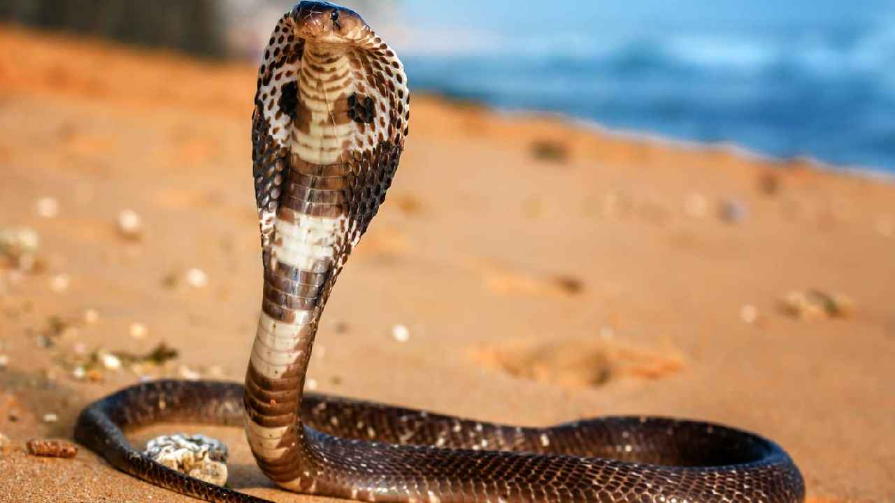 Cobra Snake: బాబోయ్.. నాగుపాముని కొరికి చంపిన ఏడాది బాలుడు.. ఆ తర్వాత ఏం జరిగిందంటే.. Cobra Snake: బాబోయ్.. నాగుపాముని కొరికి చంపిన ఏడాది బాలుడు.. ఆ తర్వాత ఏం జరిగిందంటే..