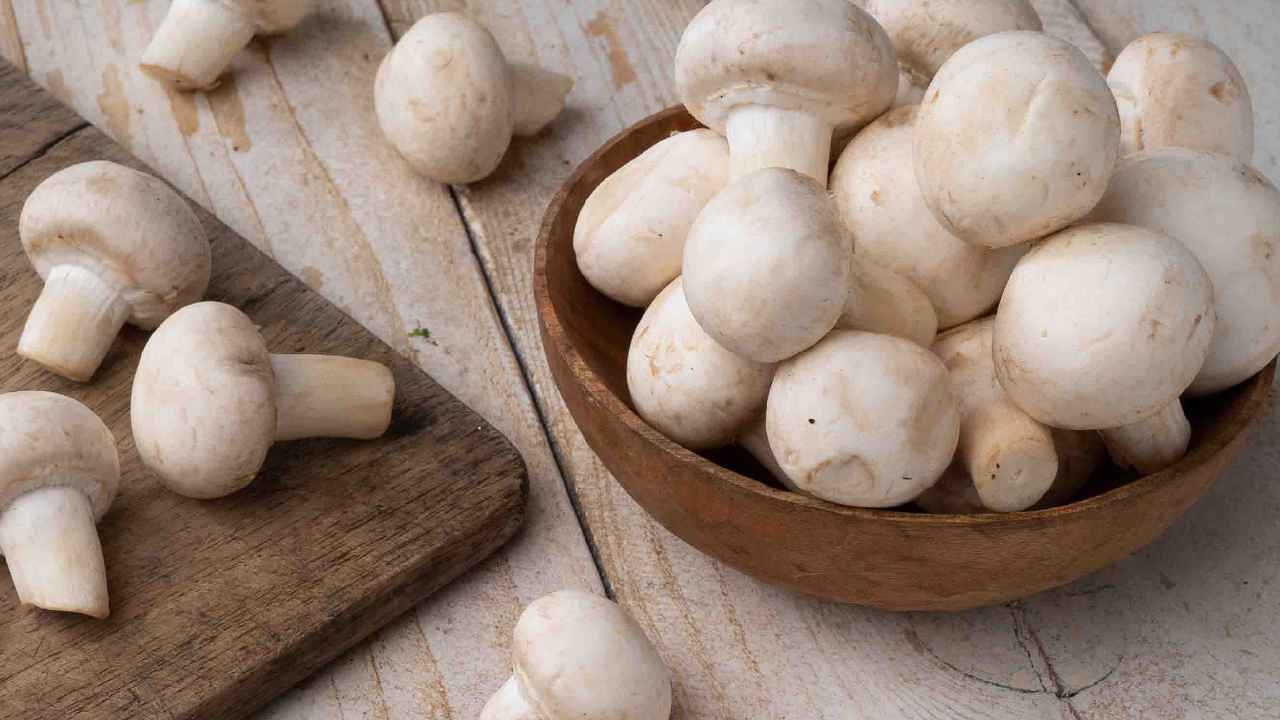 Mushroom