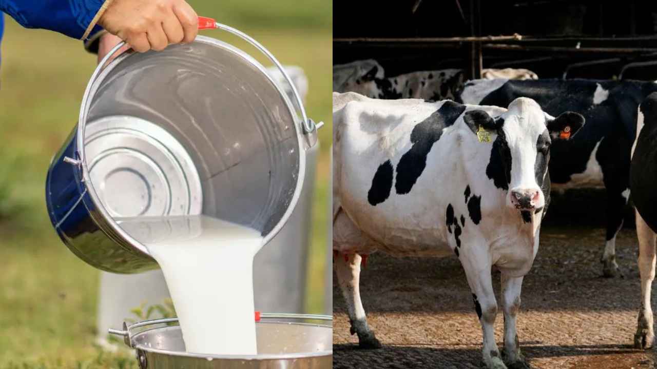 Non Veg Milk: ఏంటీ నాన్ వెజ్ మిల్క్..? ఎందుకింత వివాదంగా మారింది, భారతీయులు ఎందుకు తీవ్రంగా వ్యతిరేకిస్తున్నారు.. Non Veg Milk: ఏంటీ నాన్ వెజ్ మిల్క్..? ఎందుకింత వివాదంగా మారింది, భారతీయులు ఎందుకు తీవ్రంగా వ్యతిరేకిస్తున్నారు..