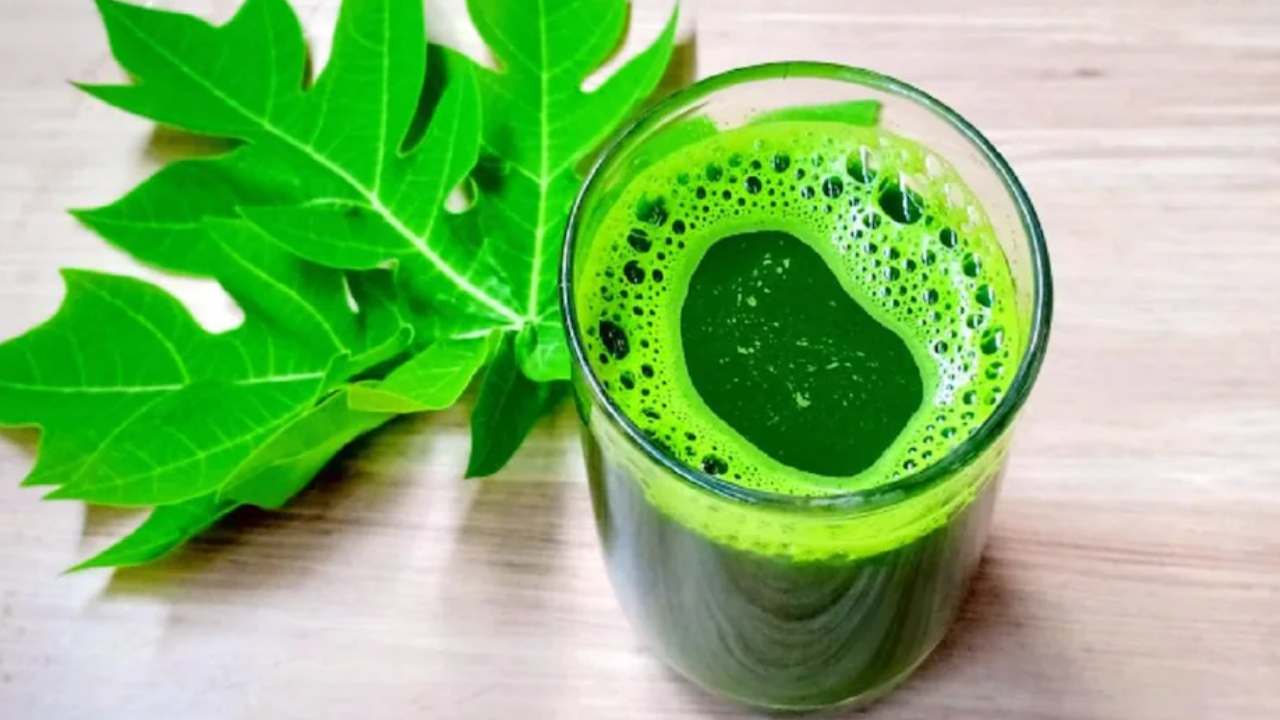 Papaya Leaf Juice: వర్షాకాలంలో బొప్పాయి ఆకుల రసం.. రక్తకణాల పెంపు, గుండె సేఫ్.. బోలెడన్ని లాభాలు, అద్భుతమైన ఆరోగ్యం Papaya Leaf Juice: వర్షాకాలంలో బొప్పాయి ఆకుల రసం.. రక్తకణాల పెంపు, గుండె సేఫ్.. బోలెడన్ని లాభాలు, అద్భుతమైన ఆరోగ్యం