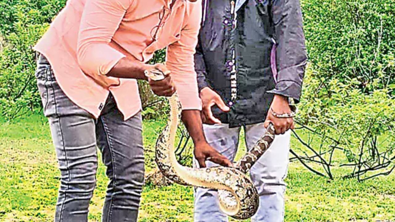 Python: వామ్మో.. నిద్రిస్తున్న యువకుడి పరుపులోకి దూరిన కొండ చిలువ.. ఏదో కదులుతున్నట్లు అనిపించడంతో.. Python: వామ్మో.. నిద్రిస్తున్న యువకుడి పరుపులోకి దూరిన కొండ చిలువ.. ఏదో కదులుతున్నట్లు అనిపించడంతో..