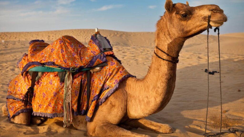 Rajasthan Camel