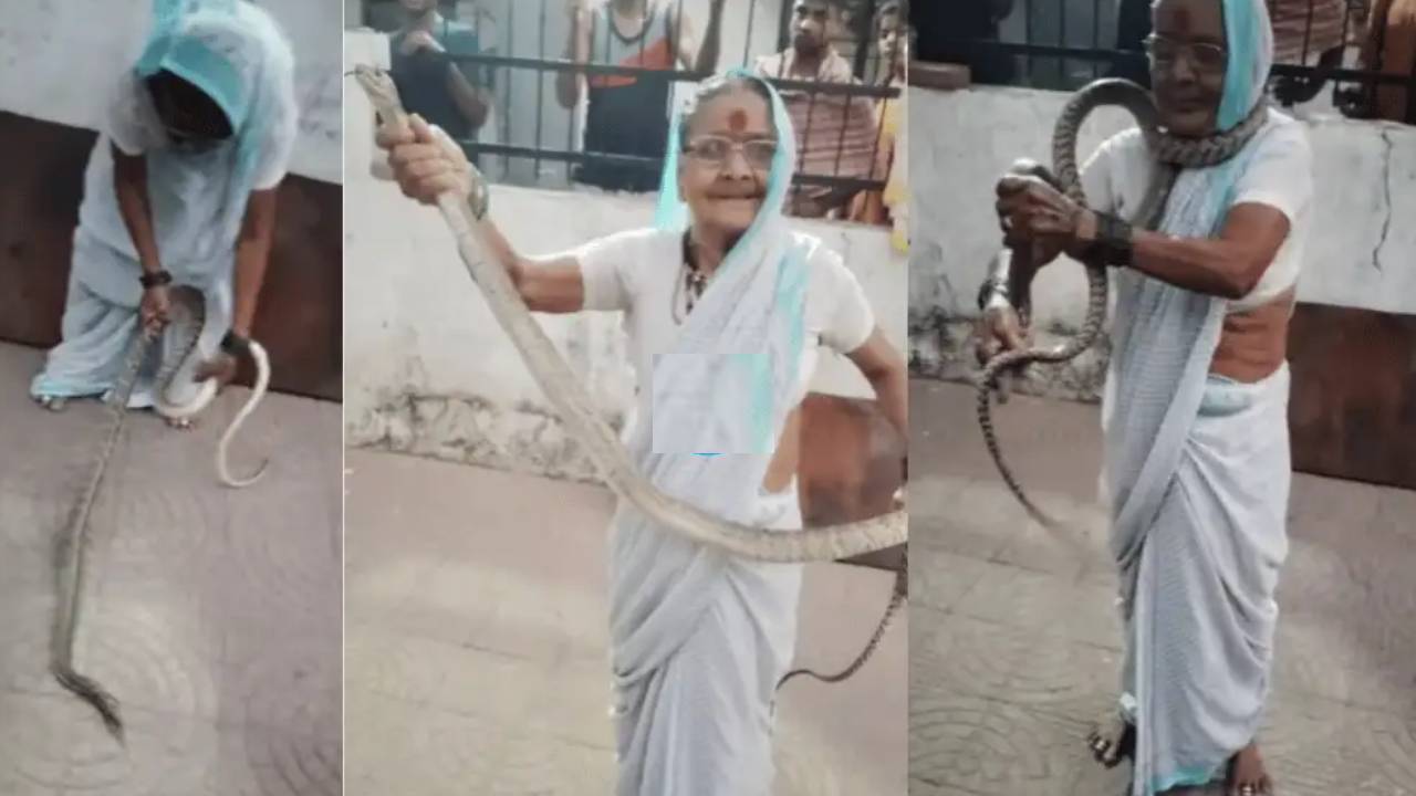 Snake: నీ గట్స్కి హ్యాట్సాఫ్ బామ్మ.. 8 అడుగుల పాముని చేత్తో పట్టుకుని మెడలో వేసుకున్న 70 ఏళ్ల వృద్ధురాలు.. Snake: నీ గట్స్కి హ్యాట్సాఫ్ బామ్మ.. 8 అడుగుల పాముని చేత్తో పట్టుకుని మెడలో వేసుకున్న 70 ఏళ్ల వృద్ధురాలు..